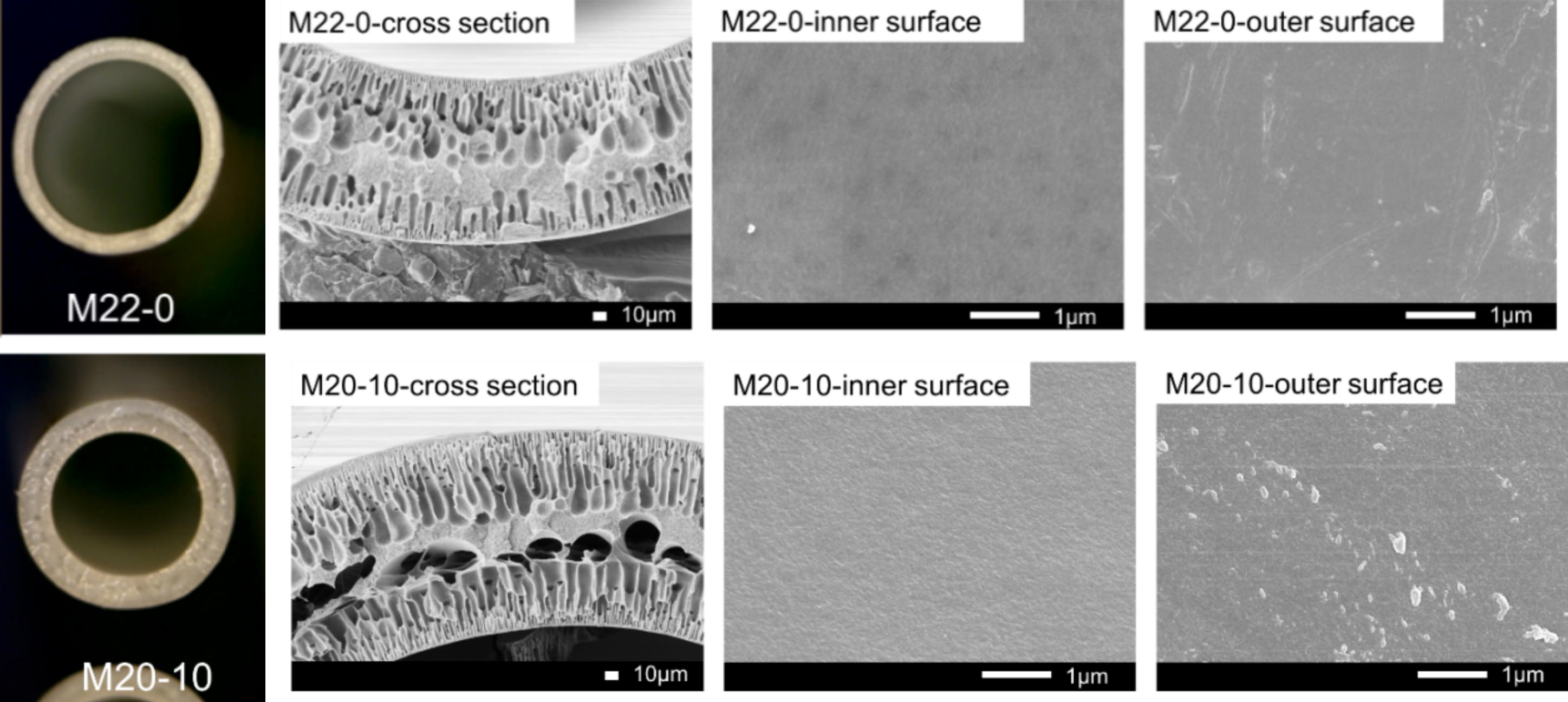 The morphology of pure PES(M22-0) and S-PES/PES (M20-10：S-PES/PES ratio：1/9) blend hollow fiber membranes
